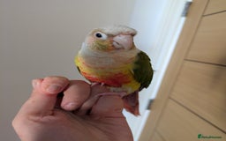 Conures birds for sale: 2 green cheek conures 1 pineapple and 1 cinnamon  - Image 2