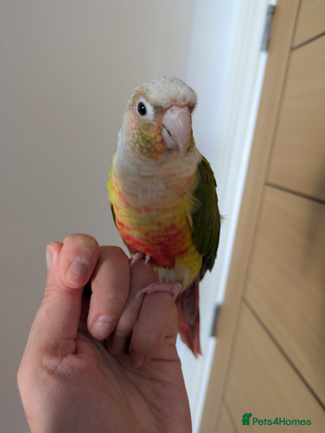 Conures birds for sale: 2 green cheek conures 1 pineapple and 1 cinnamon  - Image 2