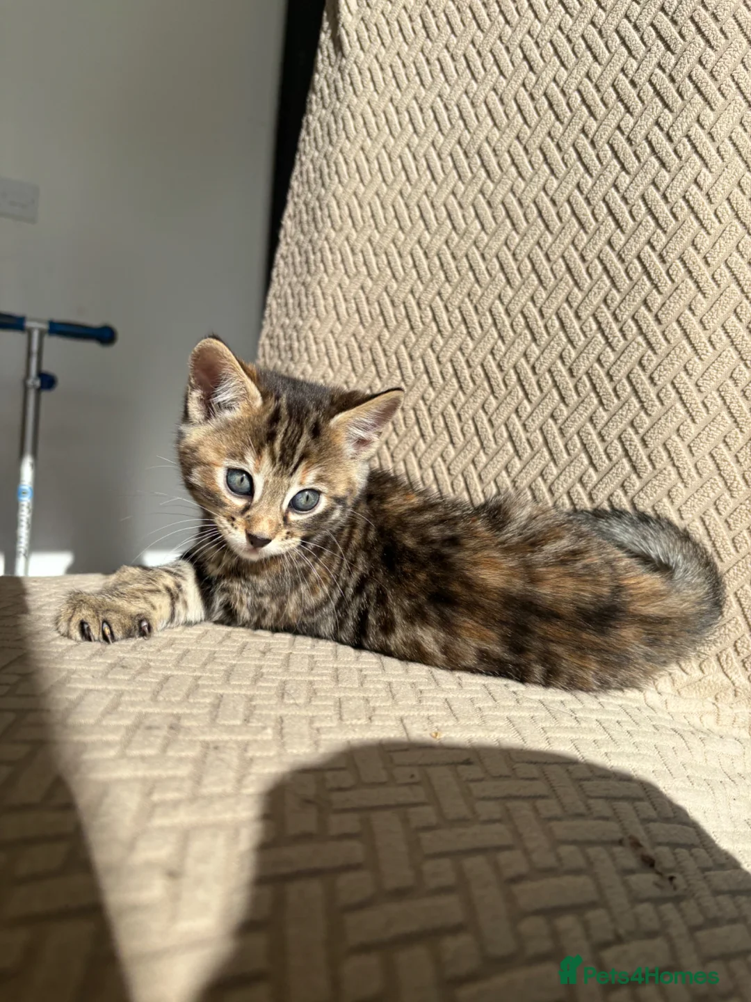 Bengal cats for sale: Bengal kittens - Advert 11
