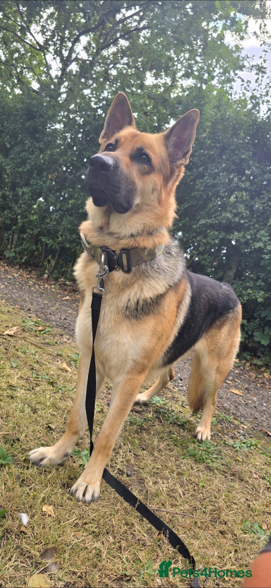 German Shepherd dogs for stud: STUD GERMAN SHEPHERD  - Advert 5