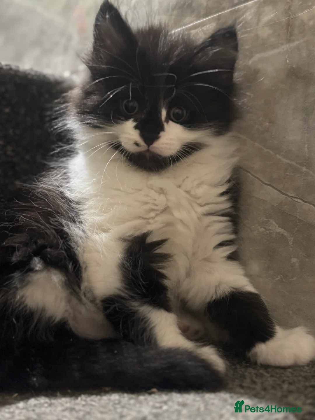 Mixed Breed cats for sale: 3/4 Maine coon long haired  - Advert 3