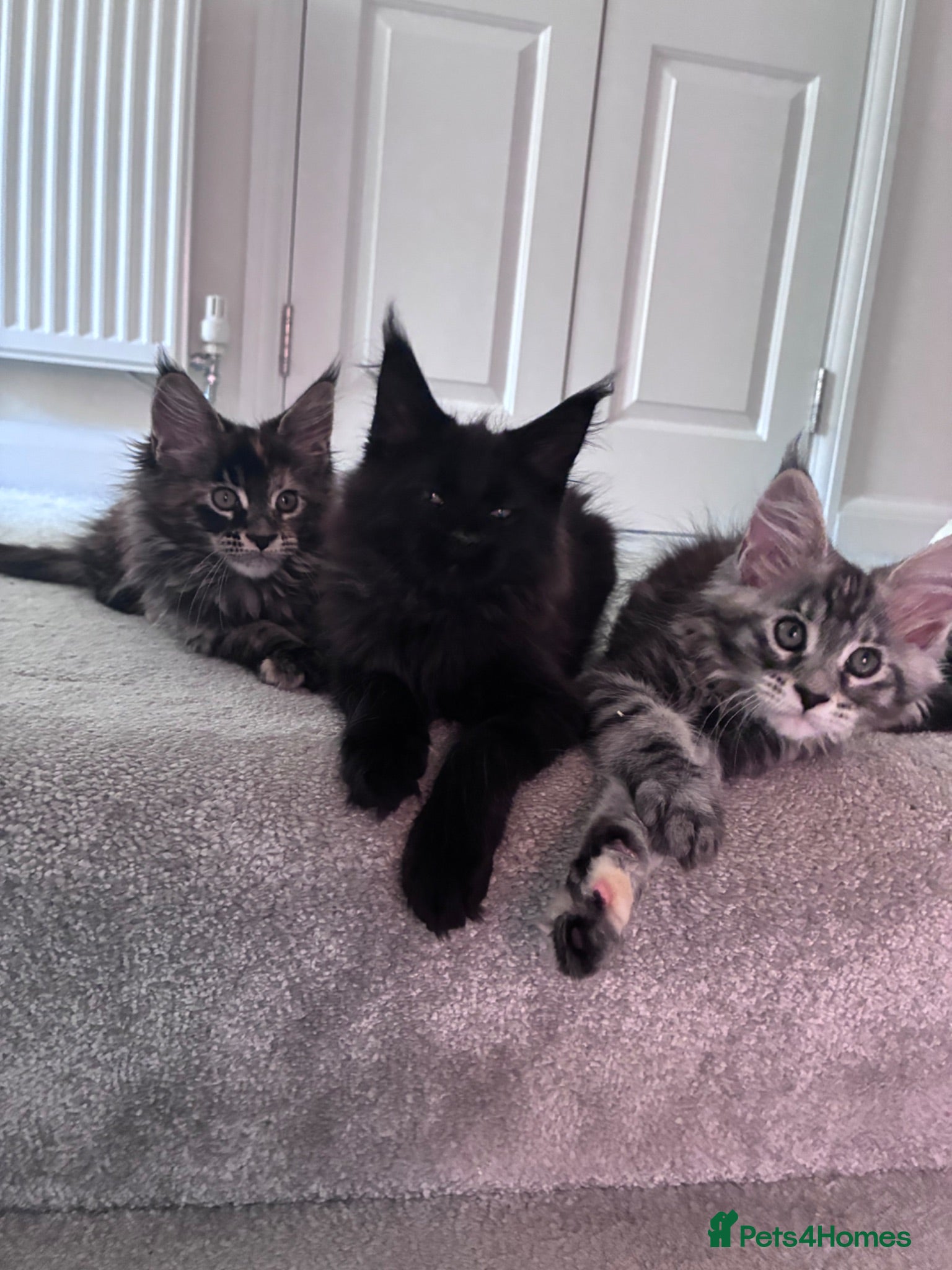 Maine Coon cats Maine Coons - Advert 1