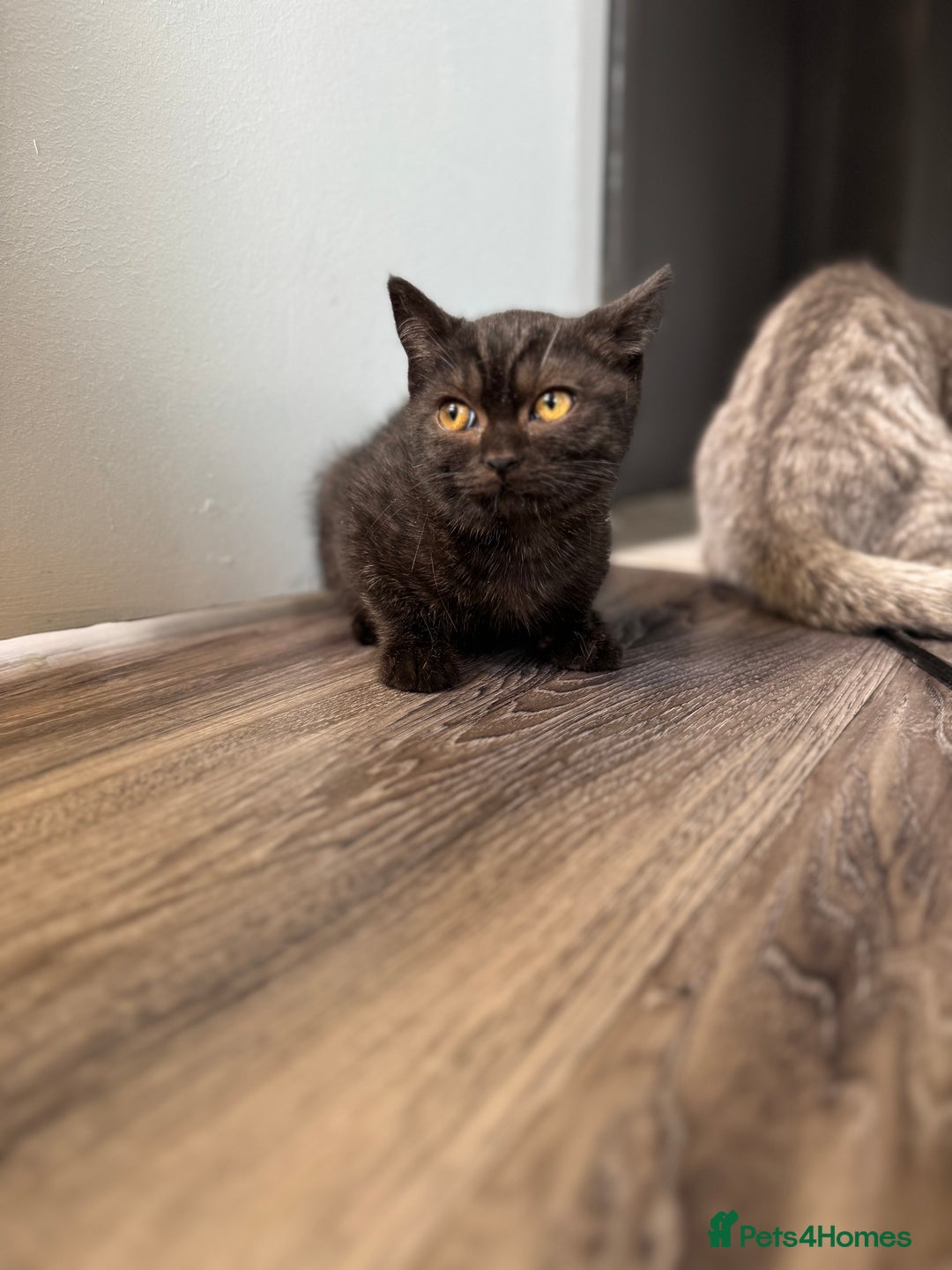 British Shorthair cats for sale: BSH kitten classic & chinchilla bloodline - Image 30