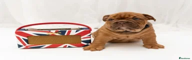 English Bulldog 4