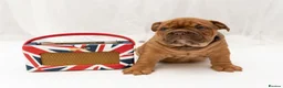 English Bulldog dogs for sale: English Bulldog Puppies – 3 Boys & 2 Girls in Exmouth - Advert 13
