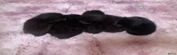Mixed Breed cats for sale: Gorgeous mixed kittens  - Advert 2