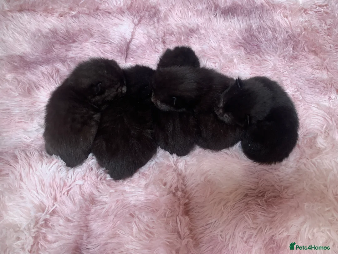 Mixed Breed cats for sale: Gorgeous mixed kittens  - Advert 2