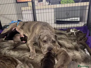 Cane Corso dogs 🏆 CHAMPION CANE CORSO PUPS 🏆/KC REGISTERED MERLE - Advert 3