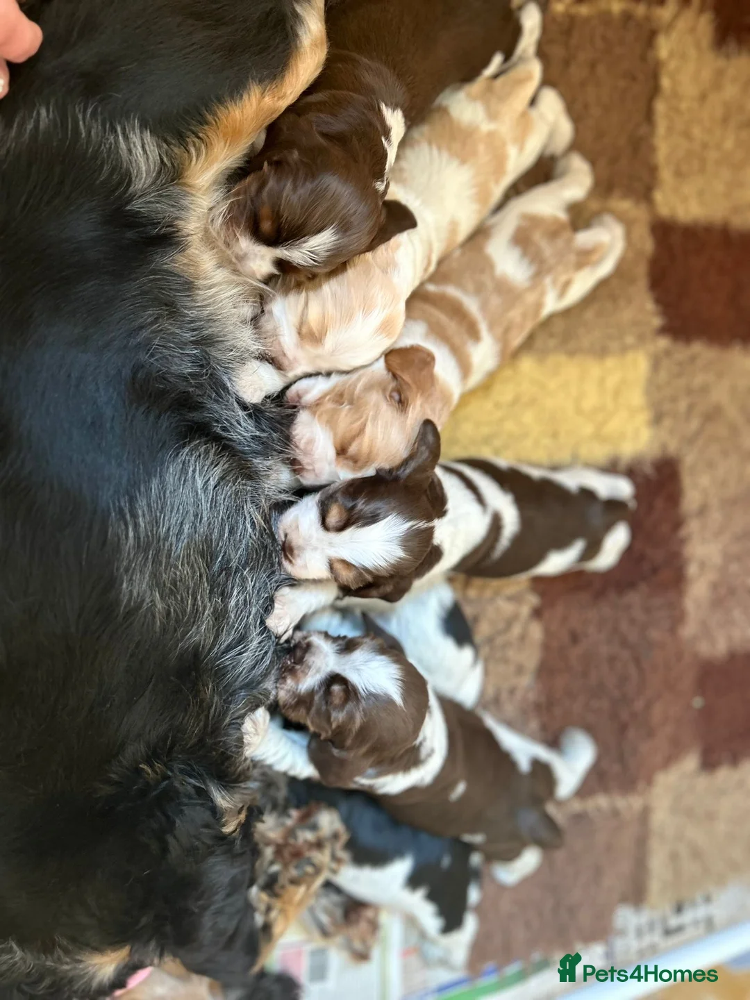 Cocker Spaniel dogs for stud: KC REG SHOW COCKER SPANIEL STUD in Gosport - Advert 28