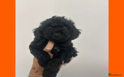 Cockapoo dogs for sale: Beautiful F1B Cockerpoos🐶 - Image 30