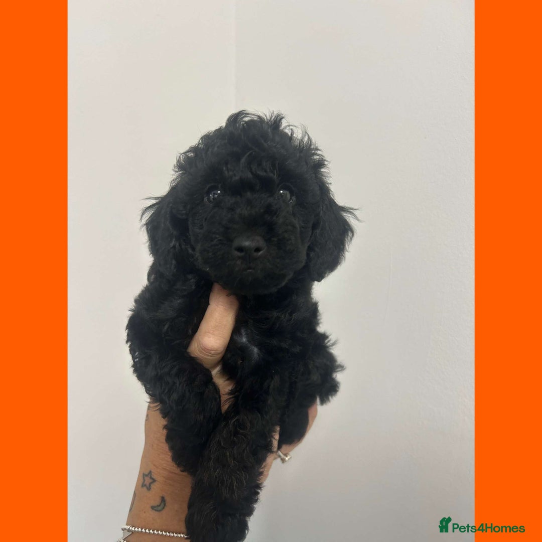 Cockapoo dogs for sale: Beautiful F1B Cockerpoos🐶 - Image 30