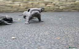 American Bulldog dogs for sale: American bulldog puppies - Image 6