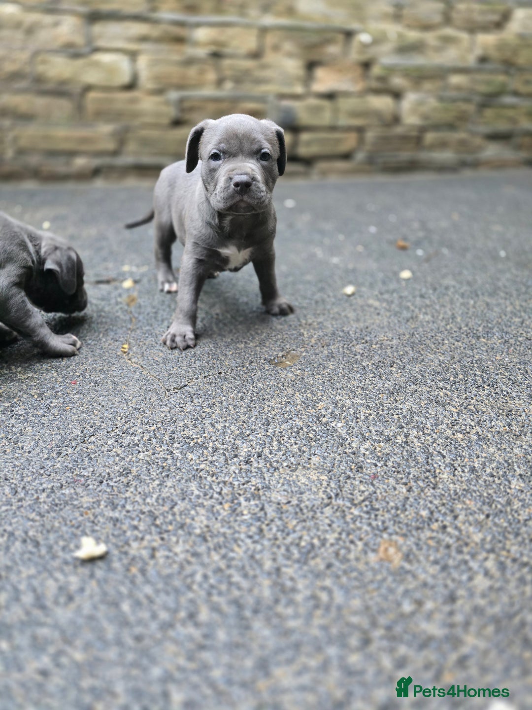American Bulldog dogs for sale: American bulldog puppies - Image 6
