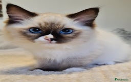 Ragdoll cats for sale: 5 Purebred Ragdolls – Loving Homes Needed - Image 11