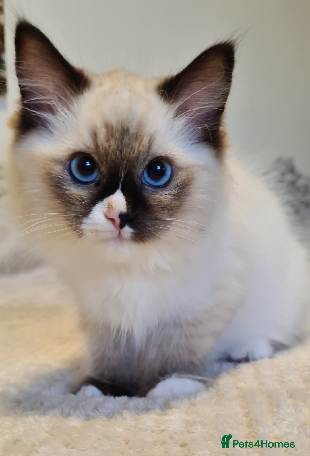 Ragdoll cats for sale: 5 Purebred Ragdolls – Loving Homes Needed - Image 11