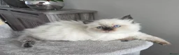 Siberian cats for sale: 🤩Champion bloodlines neva masquerade siberians🤩 - Advert 4