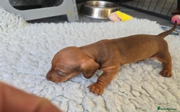 Miniature Dachshund dogs for sale: ✨5star✨ True miniatures, Licenced breeder, KC reg - Image 9