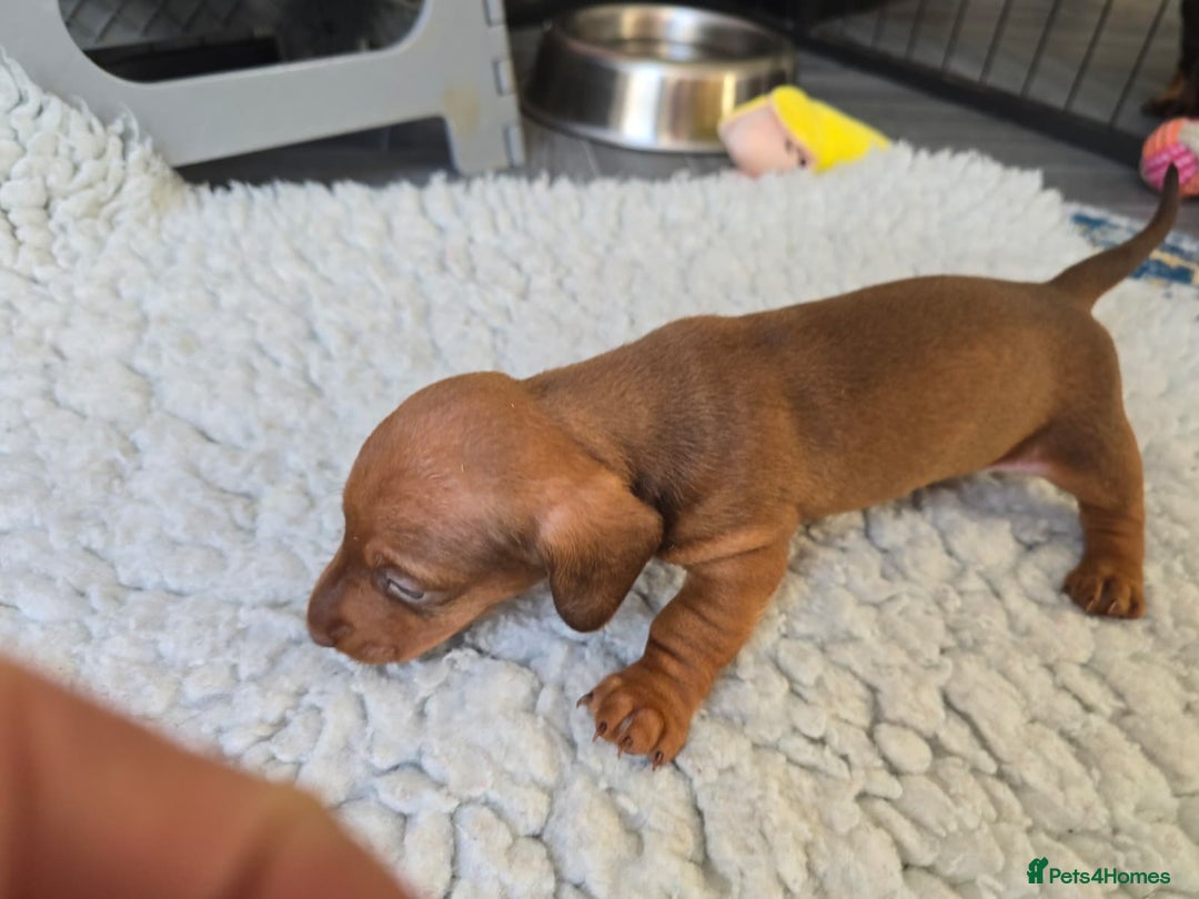Miniature Dachshund dogs for sale: ✨5star✨ True miniatures, Licenced breeder, KC reg - Image 9