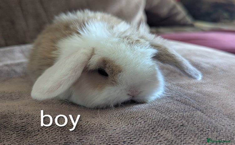 Mini Lop rabbits - Advert 17