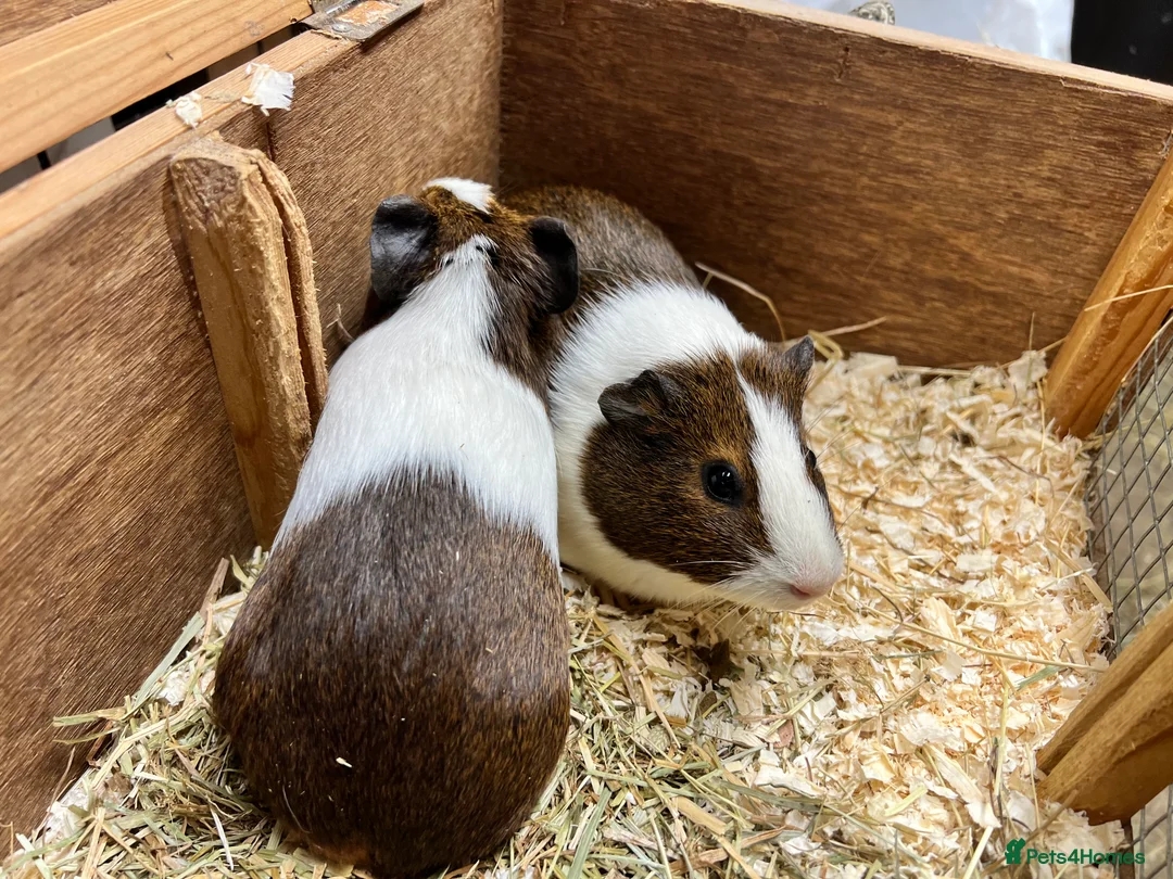 Guinea Pig rodents for sale: Pair of sow/girls - Advert 5