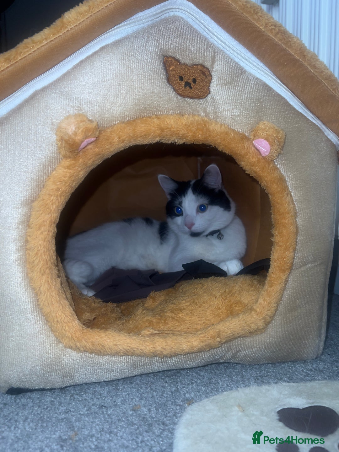 British Longhair cats for sale: Cuddly, playful male cat looking for a new home  - Image 7