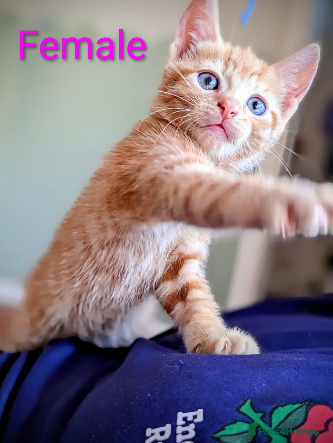 Mixed Breed cats for sale: Female and Male Ginger Kittens  - Image 16