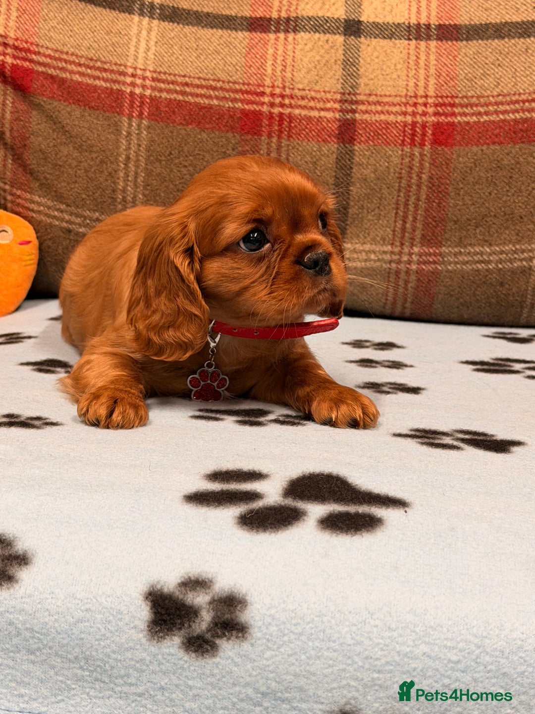 Cavalier King Charles Spaniel dogs for sale: 🐶 Beautiful Cavalier King Charles  Puppies 🐶 - Advert 15