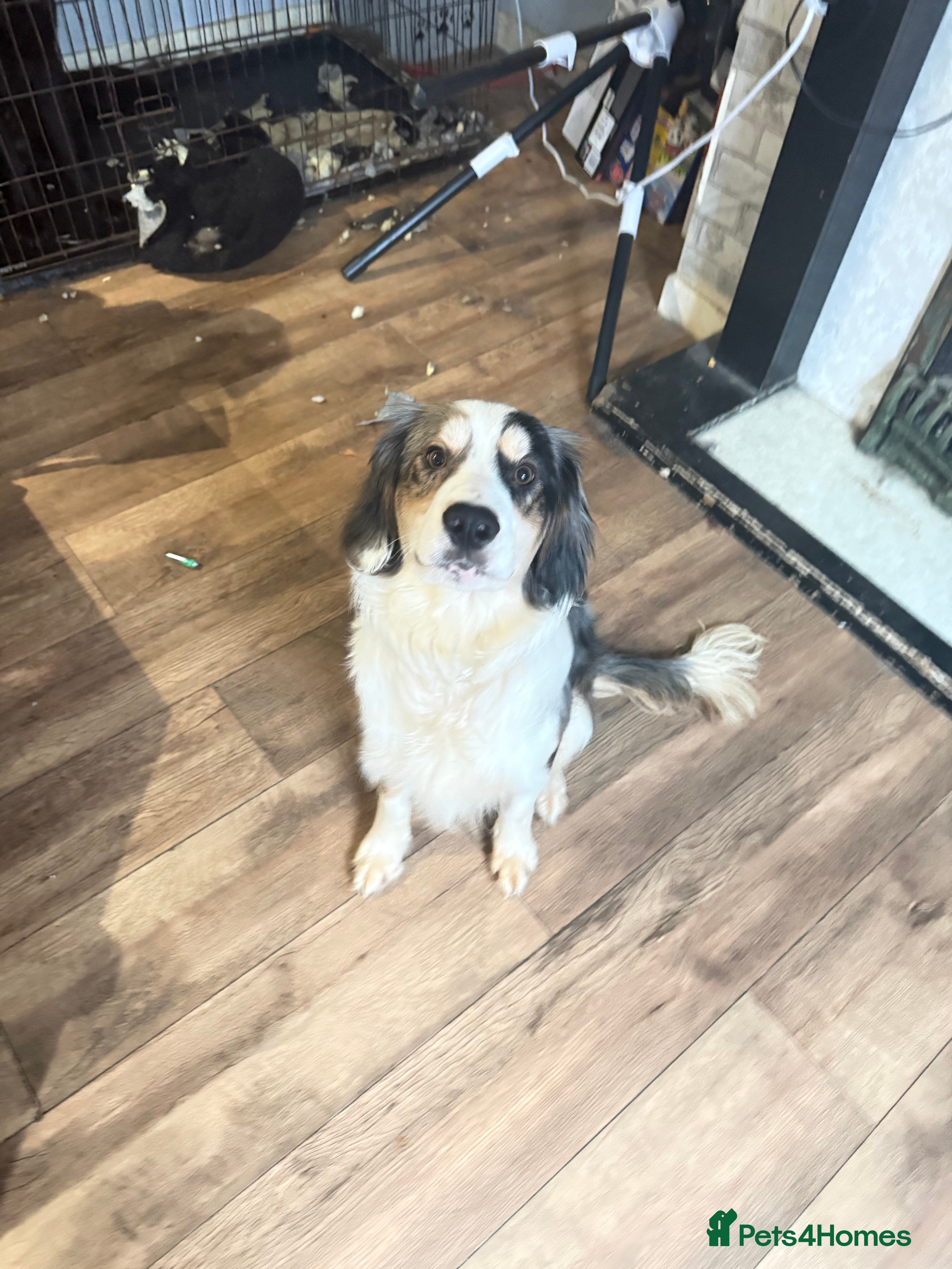 Mixed Breed dogs cocker spaniel boarder collie mix  - Advert 1
