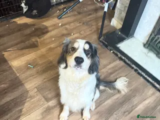 Mixed Breed dogs cocker spaniel boarder collie mix - Advert 1