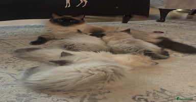 Ragdoll cats - Advert 11