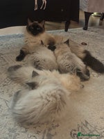 Ragdoll cats - Advert 5