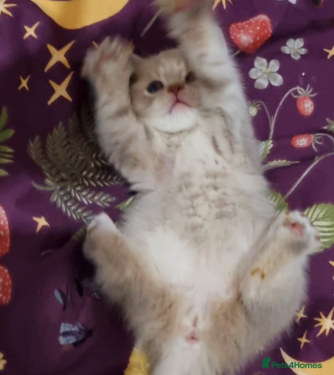 British Shorthair cats for sale: Blue & stripy, boys & girls ava British shorthairs in Eastbourne - Image 15