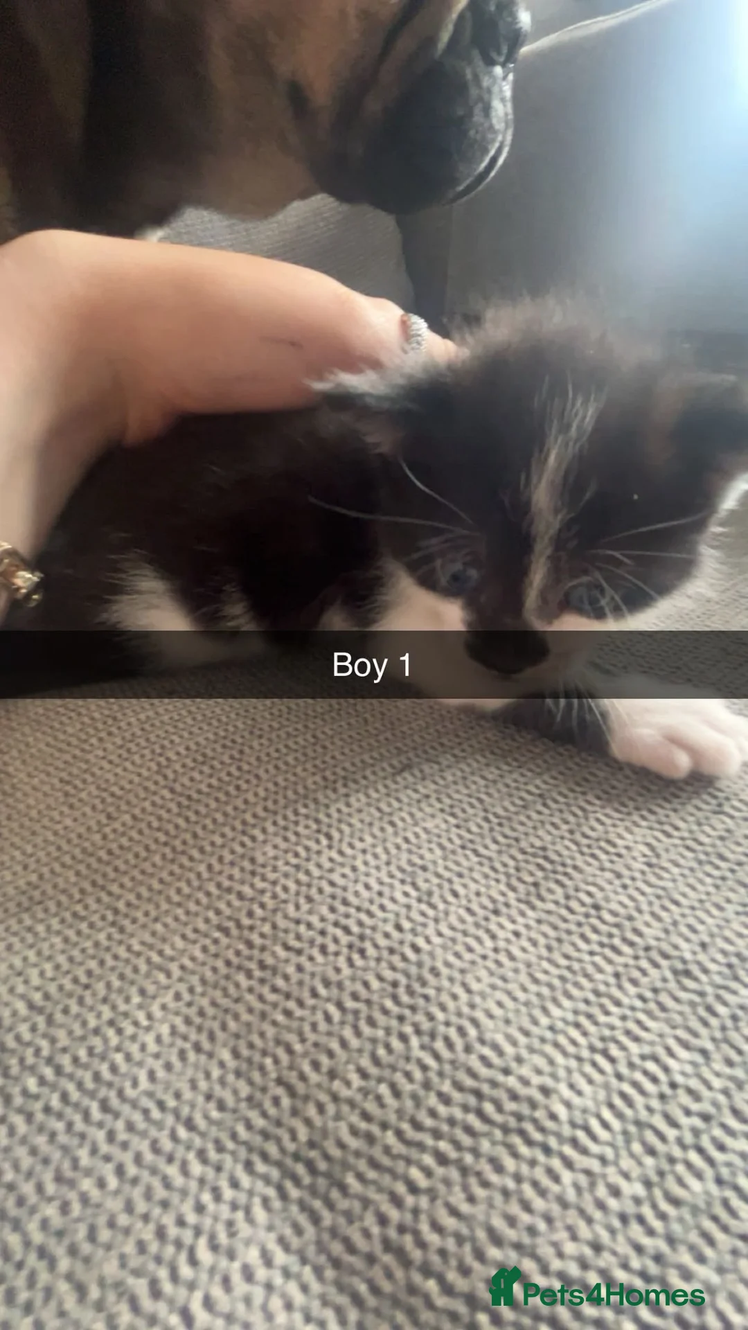 Burmese cats for sale: Kittens  - Advert 2