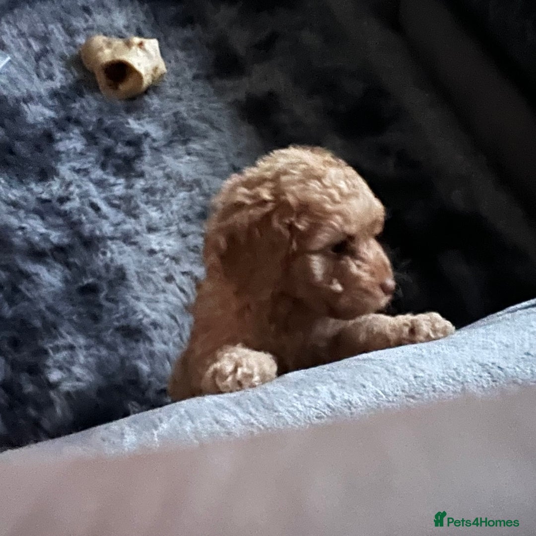 Australian Labradoodle dogs for sale: Fib Labradoodle puppies - Advert 11