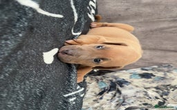 Mixed Breed dogs for sale: Both ready to leave now!   - Image 9