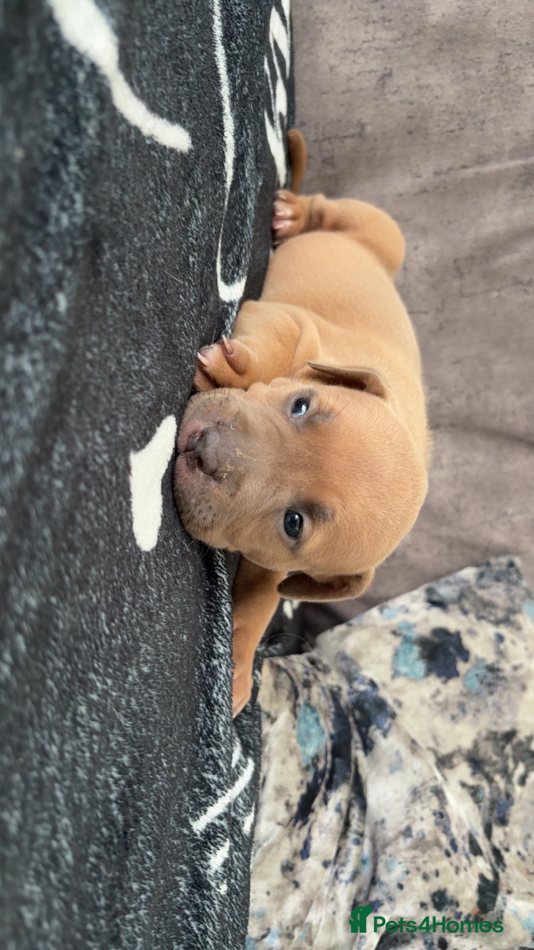 Mixed Breed dogs for sale: Both ready to leave now!   - Image 9