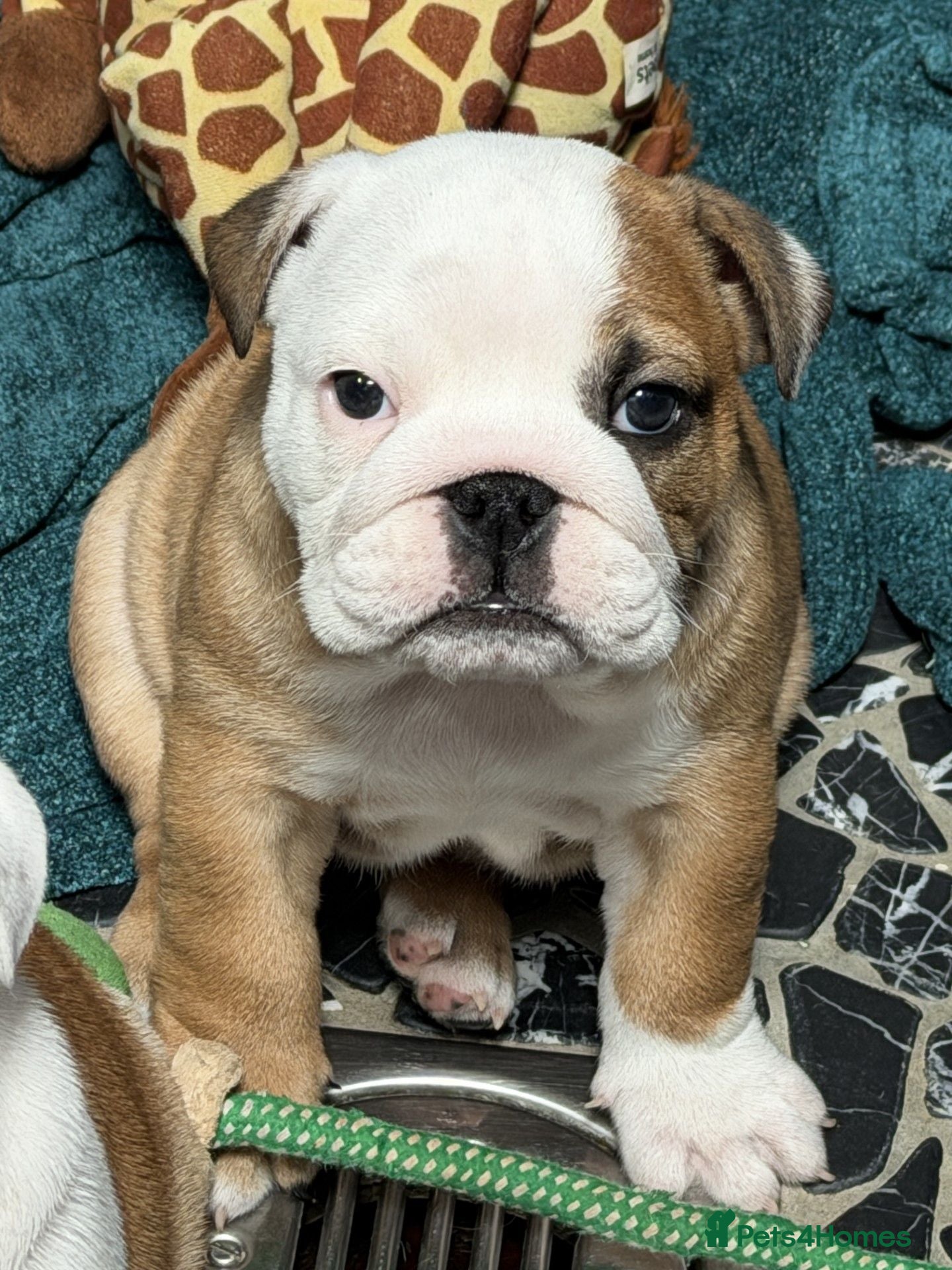 English Bulldog dogs LAST GIRL LEFT! KC Bulldog Puppy CHAMPION LINES - Advert 2