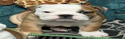 English Bulldog dogs for sale: LAST GIRL LEFT! KC Bulldog Puppy CHAMPION LINES - Advert 2