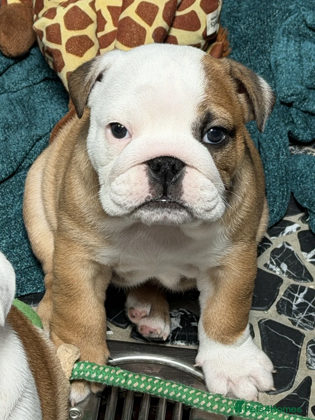 English Bulldog dogs for sale: LAST GIRL LEFT! KC Bulldog Puppy CHAMPION LINES - Advert 2