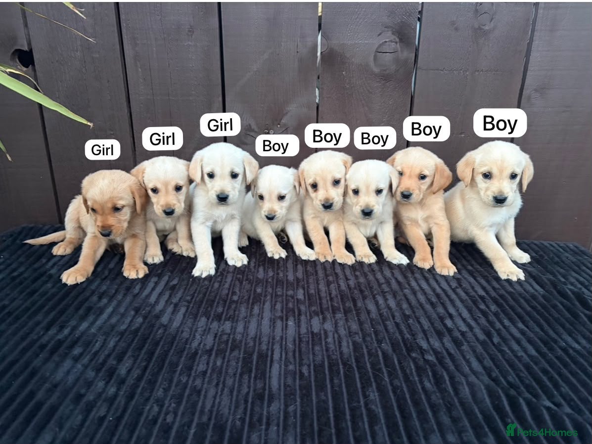 Goldador dogs Goldador puppies 9 available  - Advert 1