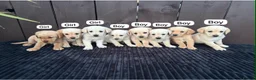 Goldador dogs for sale: Goldador puppies 9 available  - Advert 1
