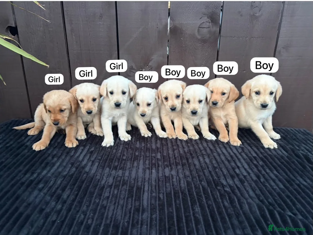 Goldador dogs for sale: Goldador puppies 9 available  - Advert 1
