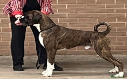 Boxer dogs for stud: Proven, heart scored zero Champion boxer dog  - Image 4