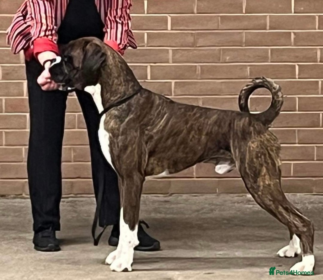 Boxer dogs for stud: Proven, heart scored zero Champion boxer dog  - Image 4
