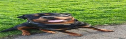 Rottweiler dogs for stud: Dexter  in Guisborough - Advert 2
