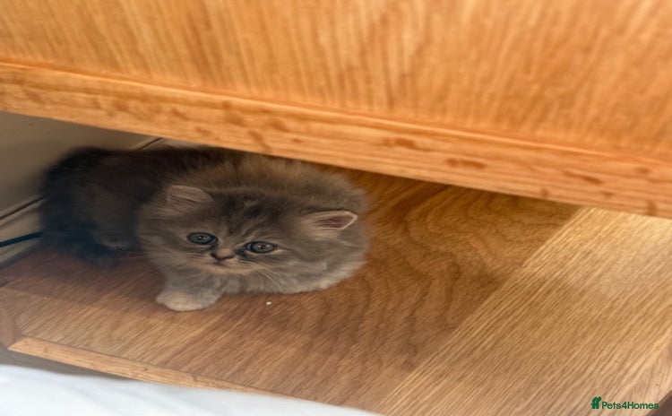 Persian cats - Advert 1