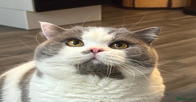 British Shorthair cats - Advert 11