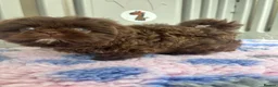 Shih Tzu dogs for sale: 💕Stunning Chocolate Shih Tzu💕 - Advert 33