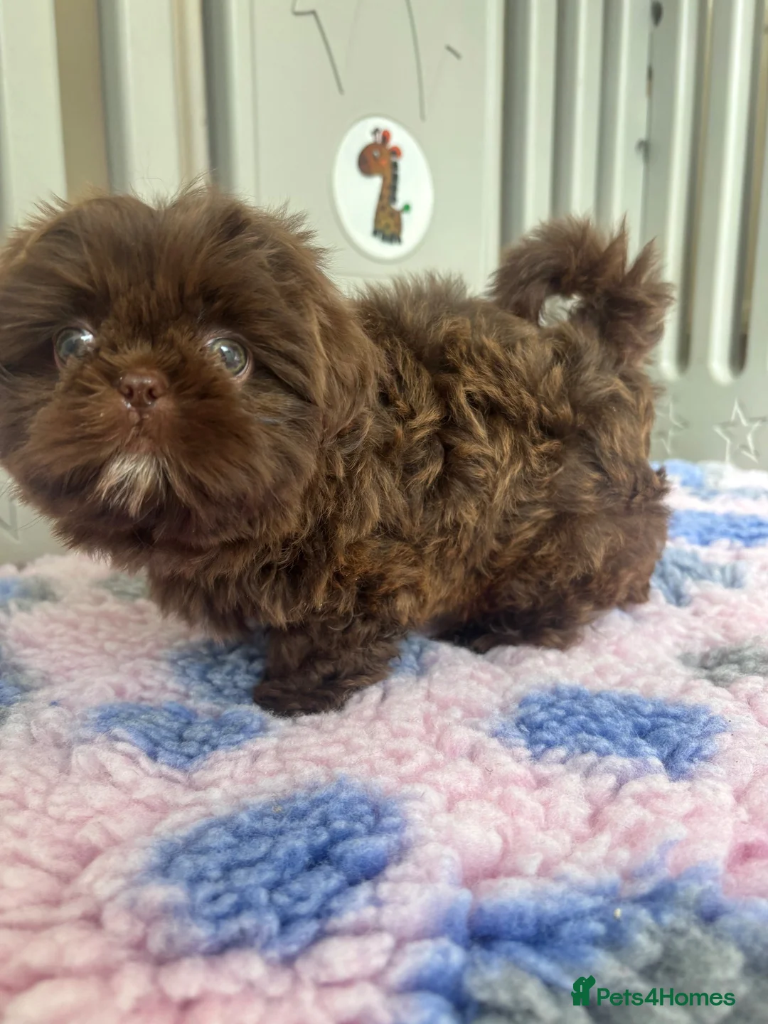 Shih Tzu dogs for sale: 💕Stunning Chocolate Shih Tzu💕 - Advert 33