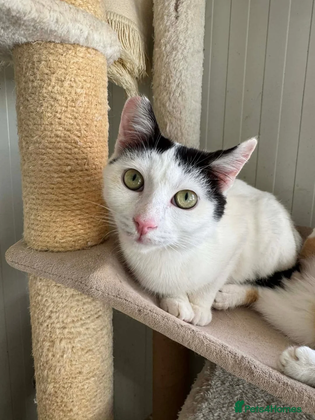 Mixed Breed cats for adoption: Rune - Norwich Norfolk  - Advert 10